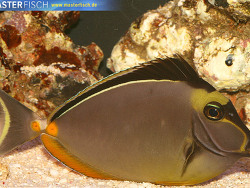 Naso lituratus - Kuhkopf- Doktorfisch