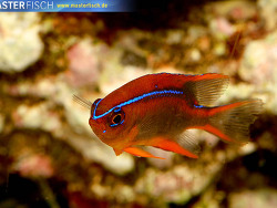 Neoglyphidodon crossi - Cross Riffbarsch