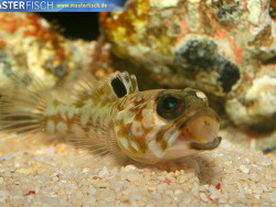 Opistognathus scops - Brunnenbauer