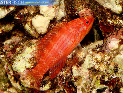 Paracheilinus filamentosus - Fahnen-Zwerglippfisch