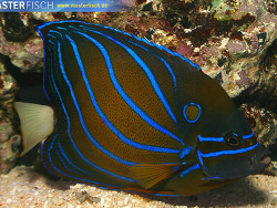 Pomacanthus annularis - Ringkaiserfisch