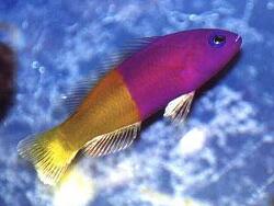 Pictichromis paccagnellorum thumbnail