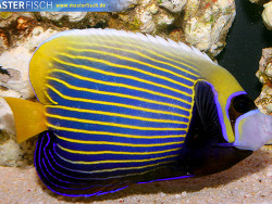 Pomacanthus imperator - Imperator-Kaiserfisch