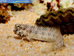 Salarias alboguttatus - Weiß gepunkteter Blenny