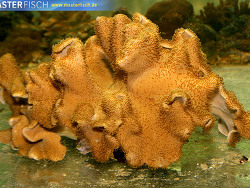 Sarcophyton glaucum - Pilzlederkoralle