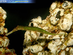 Syngnathoides biaculeatus - Dreieckige Seenadel