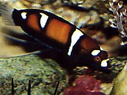 Coris formosa thumbnail