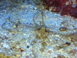 Edwardsia sp.02 thumbnail