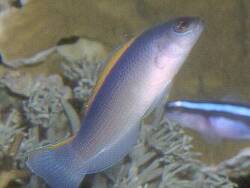 Pseudochromis flavivertex thumbnail