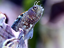 Emblemaria pandionis