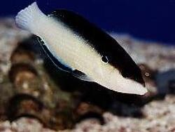 Anampses neoguinaicus thumbnail