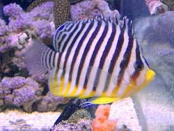 Paracentropyge multifasciata thumbnail