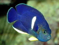 Centropyge tibicen thumbnail