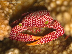 Trapezia rufopunctata