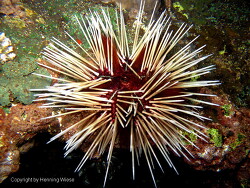 Echinothrix calamaris, Bali