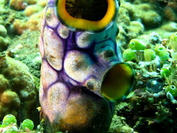 Polycarpa aurata,  Bali