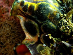 Polycarpa aurata,  Bali