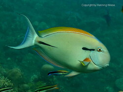Acanthurus nigricauda, Bali