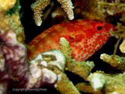 Cephalopholis leopardus, Bali