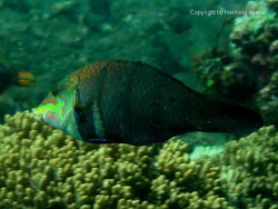 Hemigymnus fasciatus, Bali