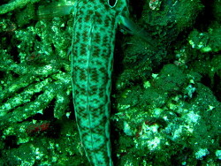 Parapercis clathrata, Bali