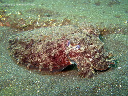 Sepia latimanus, Bali