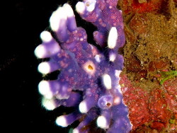 Distichopora violacea, Bali