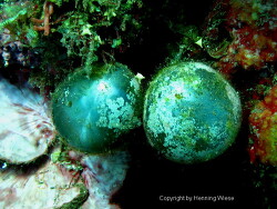 Ventricaria ventricosa, Bali