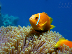 Maledivischer Anemonenfisch - Amphiprion nigripes