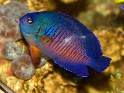 Centropyge bispinosa thumbnail