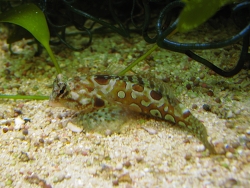 Synchiropus circularis (c) by Christian Wehner