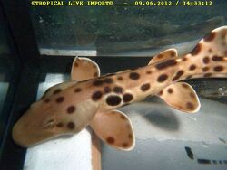 Hemiscyllium hallstromi  (c) by Thomas Lage