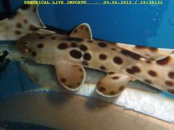 Hemiscyllium hallstromi - (Tropical Live Import)