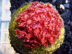 Goniopora lobata thumbnail