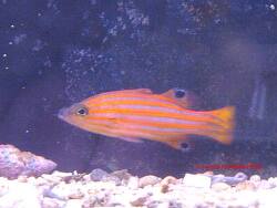 Liopropoma swalesi thumbnail