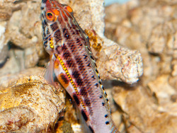 Serranus baldwini  (c) by Extremecorals