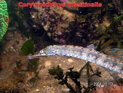 Corythoichthys intestinalis thumbnail
