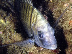 Diplodus sargus thumbnail