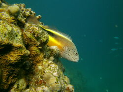 Korallenwächter im roten Meer 03.2012
