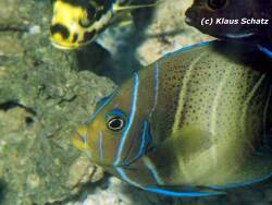 Pomacanthus semicirculatus thumbnail
