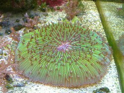 aufgeblähte 18cm Fungia repanda