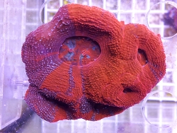 Acanthastrea bowerbanki 