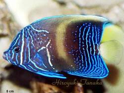 Pomacanthus maculosus thumbnail