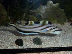 Sirembo jerdoni (c) by Tropical Live Import