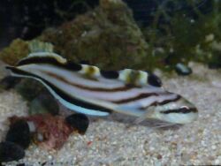 Sirembo jerdoni (c) by Tropical Live Import