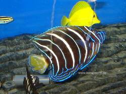 Pomacanthus chrysurus thumbnail