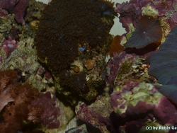 Leptoseris striata (c) by Robin Gauff