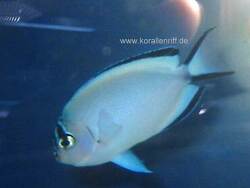 Genicanthus watanabei thumbnail