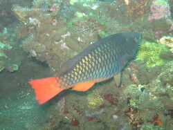 Scarus tricolor juvenil; Indonesien Bali