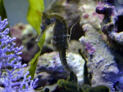 copyright Christoph.Ittermann Korallenriffe. com